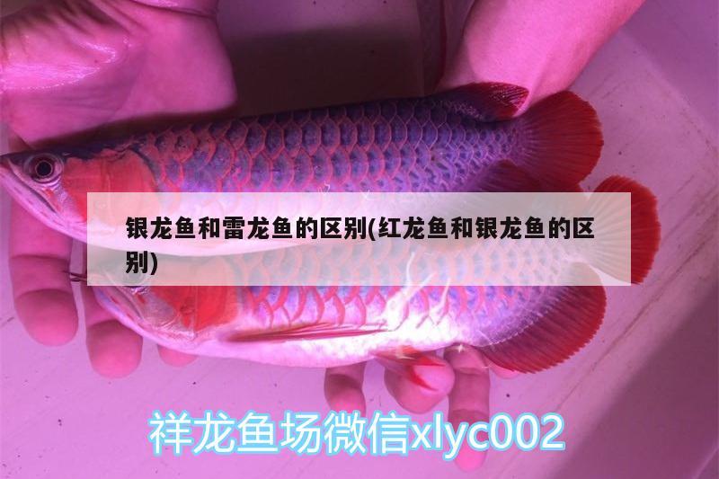 銀龍魚(yú)和雷龍魚(yú)的區(qū)別(紅龍魚(yú)和銀龍魚(yú)的區(qū)別)