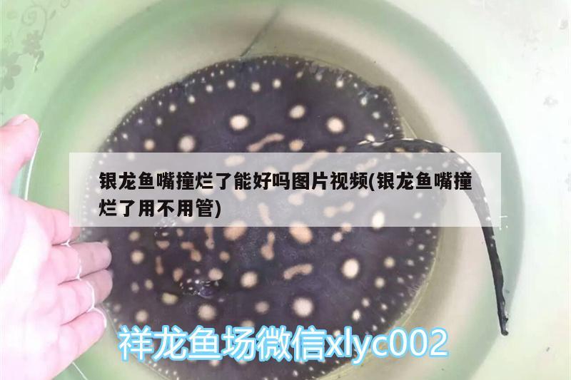 銀龍魚嘴撞爛了能好嗎圖片視頻(銀龍魚嘴撞爛了用不用管) 銀龍魚