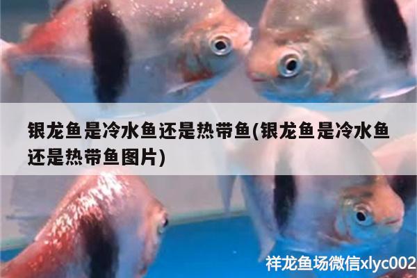 銀龍魚是冷水魚還是熱帶魚(銀龍魚是冷水魚還是熱帶魚圖片) 銀龍魚