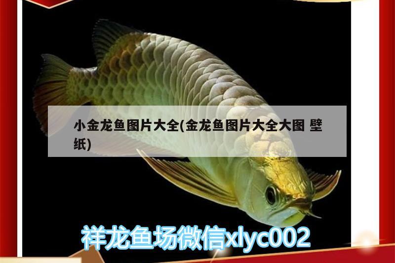 小金龍魚圖片大全(金龍魚圖片大全大圖壁紙)