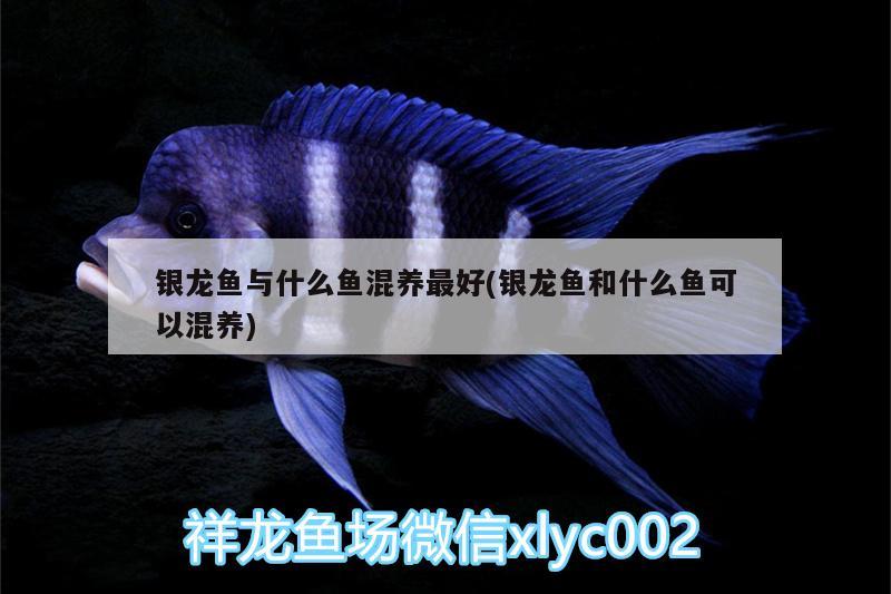 銀龍魚與什么魚混養(yǎng)最好(銀龍魚和什么魚可以混養(yǎng))