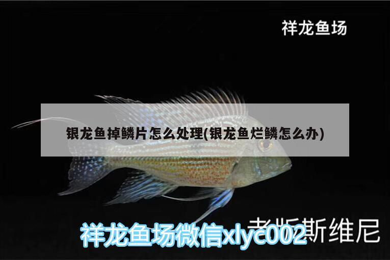 銀龍魚掉鱗片怎么處理(銀龍魚爛鱗怎么辦)