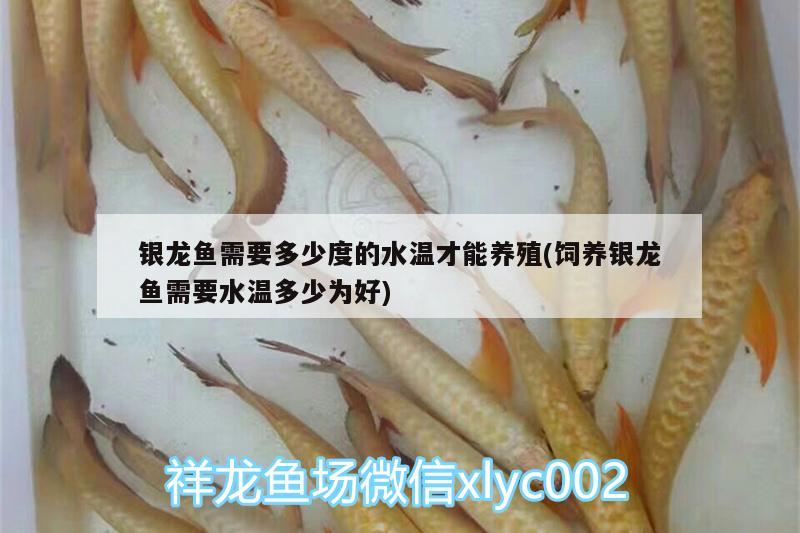 銀龍魚需要多少度的水溫才能養(yǎng)殖(飼養(yǎng)銀龍魚需要水溫多少為好)