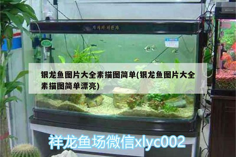 銀龍魚(yú)圖片大全素描圖簡(jiǎn)單(銀龍魚(yú)圖片大全素描圖簡(jiǎn)單漂亮)