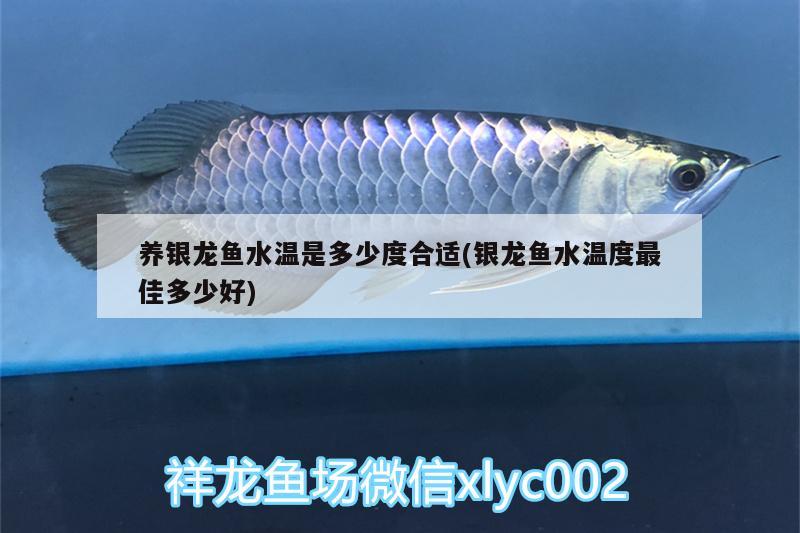 養(yǎng)銀龍魚水溫是多少度合適(銀龍魚水溫度最佳多少好)