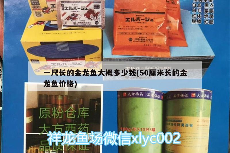 一尺長的金龍魚大概多少錢(50厘米長的金龍魚價格)