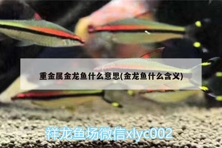 重金屬金龍魚什么意思(金龍魚什么含義)