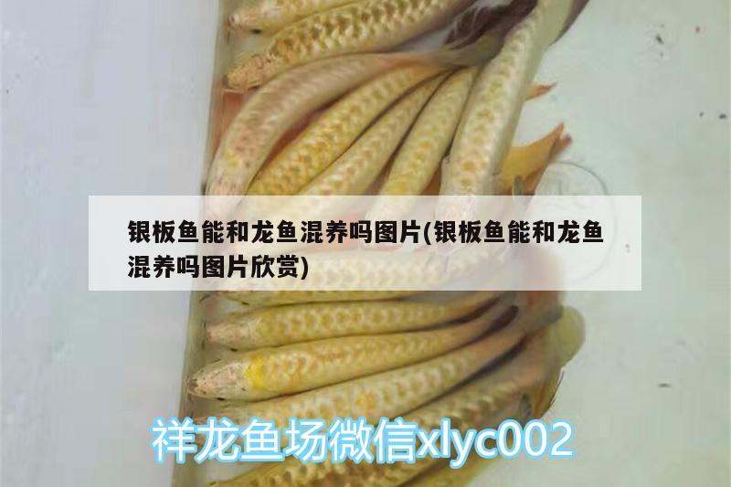 銀板魚(yú)能和龍魚(yú)混養(yǎng)嗎圖片(銀板魚(yú)能和龍魚(yú)混養(yǎng)嗎圖片欣賞)