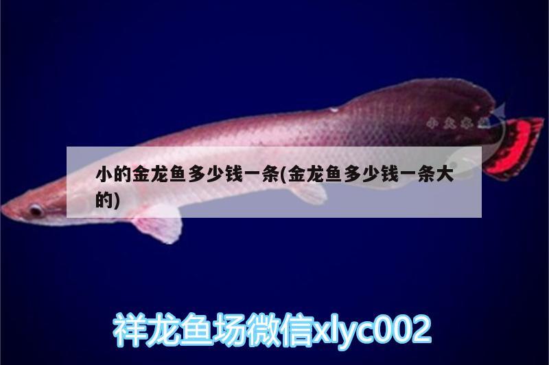 小的金龍魚多少錢一條(金龍魚多少錢一條大的)