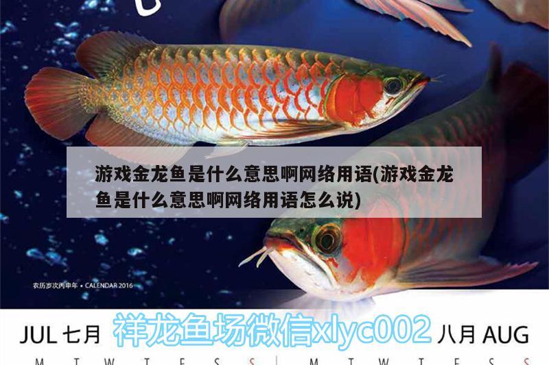 游戲金龍魚是什么意思啊網(wǎng)絡(luò)用語(游戲金龍魚是什么意思啊網(wǎng)絡(luò)用語怎么說)