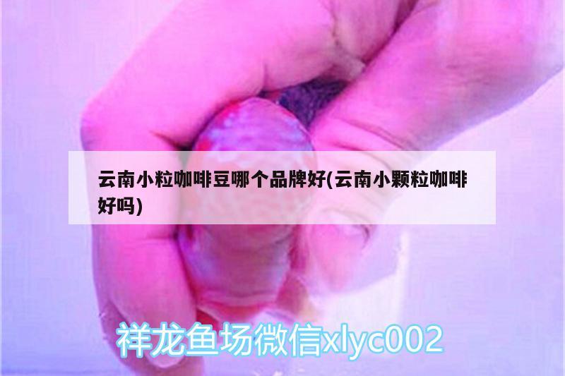 云南小?？Х榷鼓膫€品牌好(云南小顆?？Х群脝? 馬來西亞咖啡