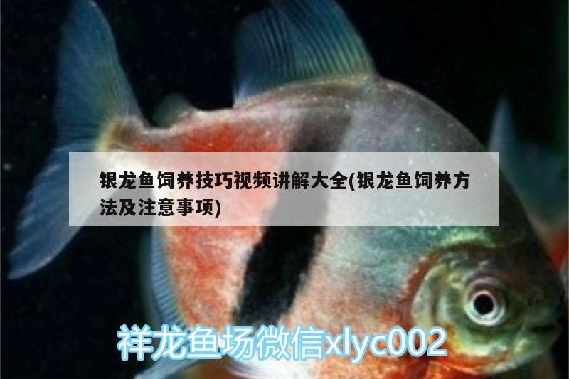 銀龍魚飼養(yǎng)技巧視頻講解大全(銀龍魚飼養(yǎng)方法及注意事項)