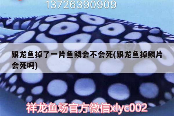 銀龍魚掉了一片魚鱗會不會死(銀龍魚掉鱗片會死嗎) 銀龍魚百科