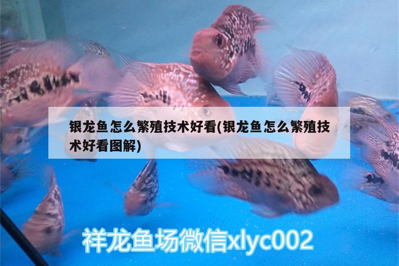 銀龍魚怎么繁殖技術(shù)好看(銀龍魚怎么繁殖技術(shù)好看圖解) 銀龍魚百科