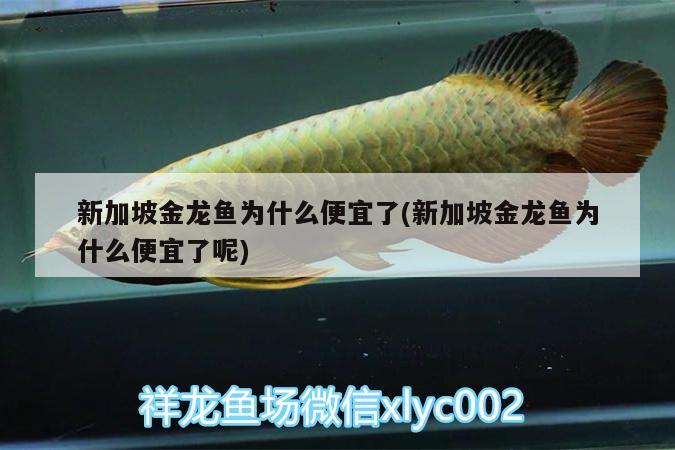 新加坡金龍魚為什么便宜了(新加坡金龍魚為什么便宜了呢)