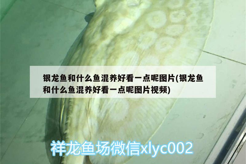 銀龍魚和什么魚混養(yǎng)好看一點呢圖片(銀龍魚和什么魚混養(yǎng)好看一點呢圖片視頻)