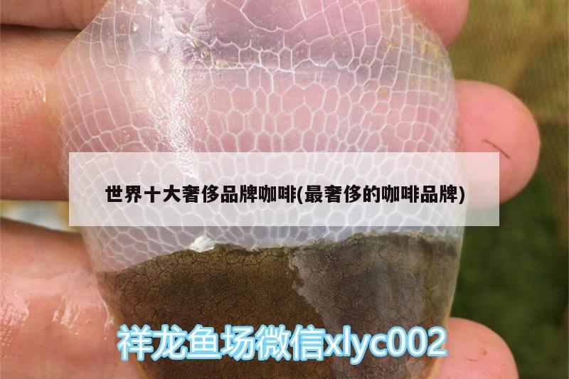 世界十大奢侈品牌咖啡(最奢侈的咖啡品牌) 馬來(lái)西亞咖啡