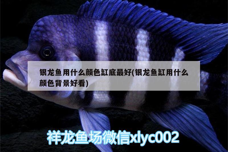 銀龍魚(yú)用什么顏色缸底最好(銀龍魚(yú)缸用什么顏色背景好看) 銀龍魚(yú)百科