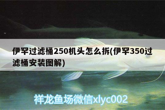 伊罕過(guò)濾桶250機(jī)頭怎么拆(伊罕350過(guò)濾桶安裝圖解) 伊罕水族