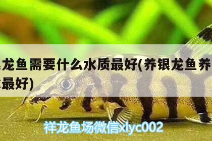 養(yǎng)銀龍魚(yú)需要什么水質(zhì)最好(養(yǎng)銀龍魚(yú)養(yǎng)幾條風(fēng)水最好) 魚(yú)缸風(fēng)水