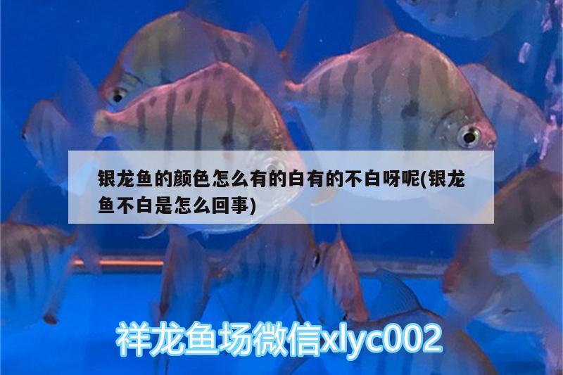 銀龍魚的顏色怎么有的白有的不白呀呢(銀龍魚不白是怎么回事)