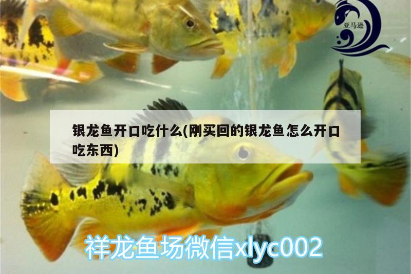 銀龍魚(yú)開(kāi)口吃什么(剛買回的銀龍魚(yú)怎么開(kāi)口吃東西)