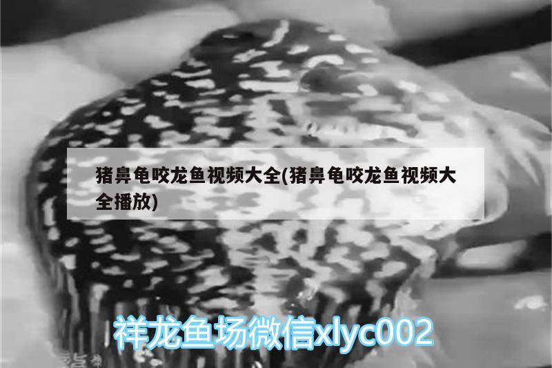 豬鼻龜咬龍魚視頻大全(豬鼻龜咬龍魚視頻大全播放) 豬鼻龜百科