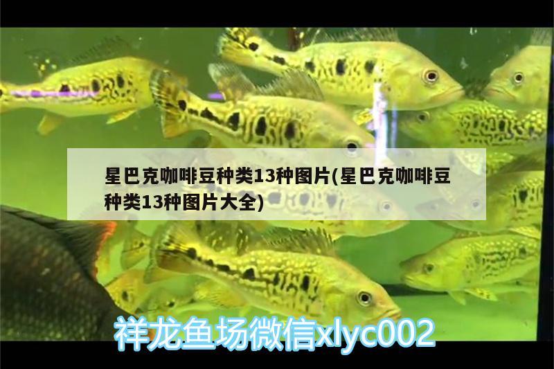 星巴克咖啡豆種類13種圖片(星巴克咖啡豆種類13種圖片大全)