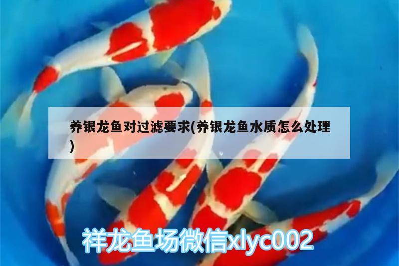 養(yǎng)銀龍魚對過濾要求(養(yǎng)銀龍魚水質(zhì)怎么處理)