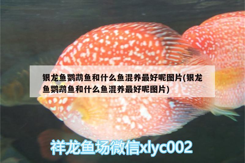 銀龍魚(yú)鸚鵡魚(yú)和什么魚(yú)混養(yǎng)最好呢圖片(銀龍魚(yú)鸚鵡魚(yú)和什么魚(yú)混養(yǎng)最好呢圖片) 鸚鵡魚(yú)