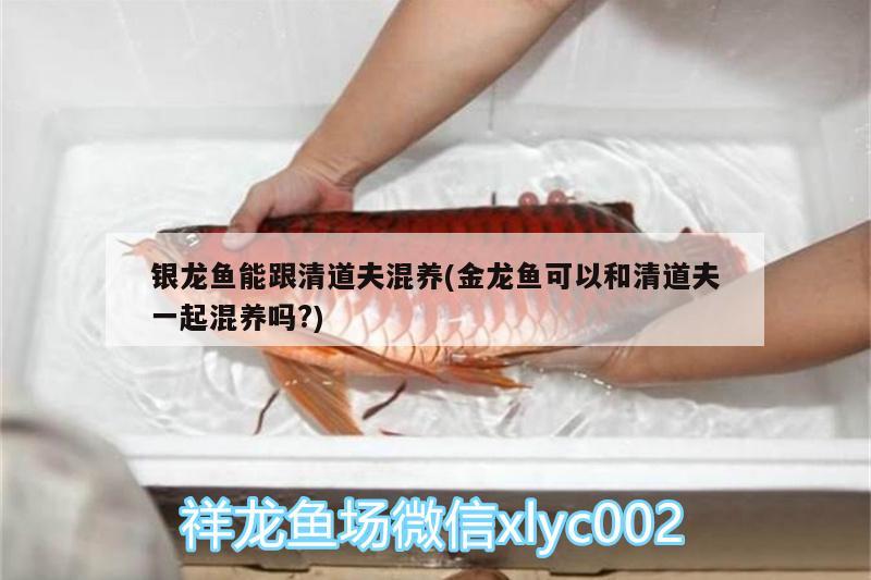 銀龍魚能跟清道夫混養(yǎng)(金龍魚可以和清道夫一起混養(yǎng)嗎?)