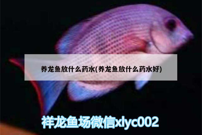 養(yǎng)龍魚(yú)放什么藥水(養(yǎng)龍魚(yú)放什么藥水好)