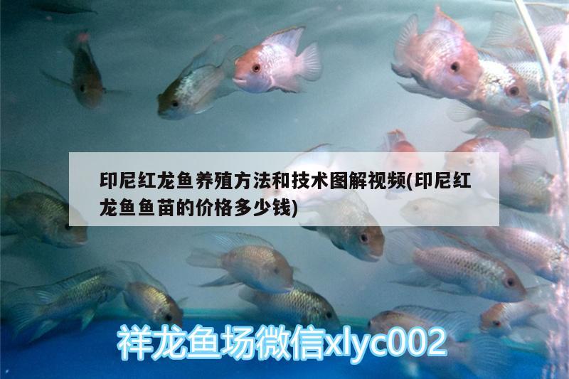 印尼紅龍魚(yú)養(yǎng)殖方法和技術(shù)圖解視頻(印尼紅龍魚(yú)魚(yú)苗的價(jià)格多少錢(qián)) 印尼紅龍魚(yú)