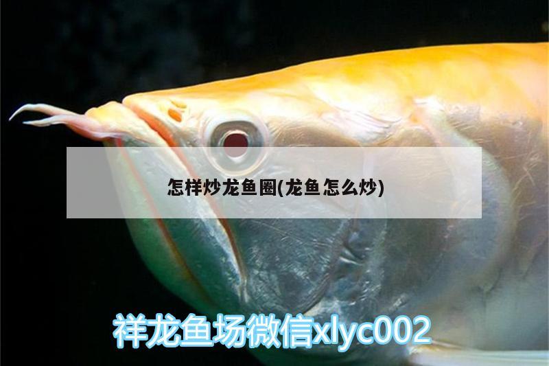 怎樣炒龍魚圈(龍魚怎么炒)