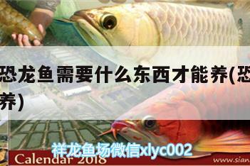 養(yǎng)六角恐龍魚需要什么東西才能養(yǎng)(恐龍六角魚怎么養(yǎng))