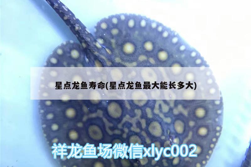 星點龍魚壽命(星點龍魚最大能長多大) 定時器/自控系統(tǒng)