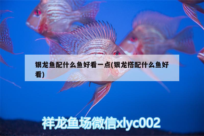 銀龍魚配什么魚好看一點(diǎn)(銀龍搭配什么魚好看) 銀龍魚