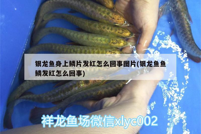 銀龍魚身上鱗片發(fā)紅怎么回事圖片(銀龍魚魚鱗發(fā)紅怎么回事)