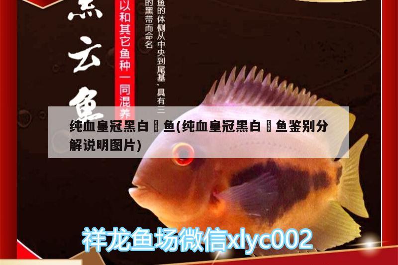 純血皇冠黑白魟魚(yú)(純血皇冠黑白魟魚(yú)鑒別分解說(shuō)明圖片)