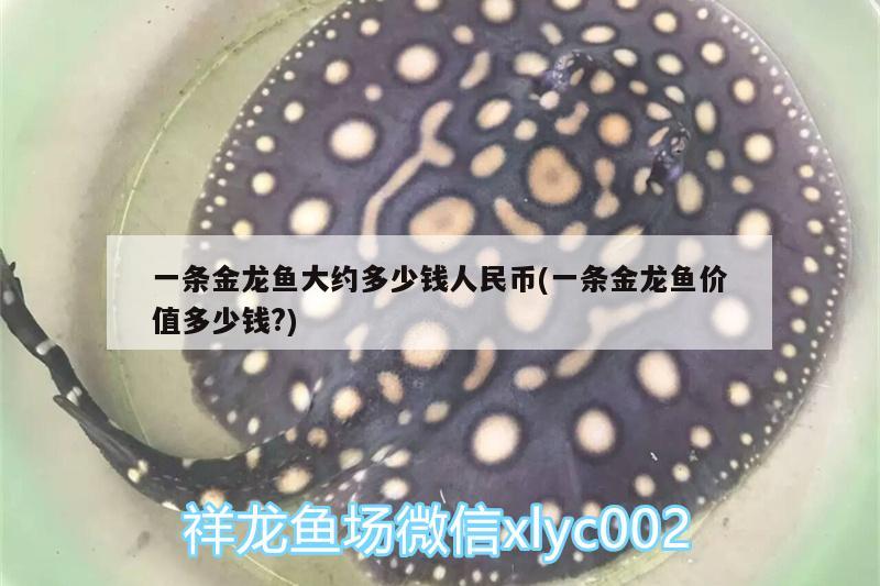 一條金龍魚大約多少錢人民幣(一條金龍魚價值多少錢?)