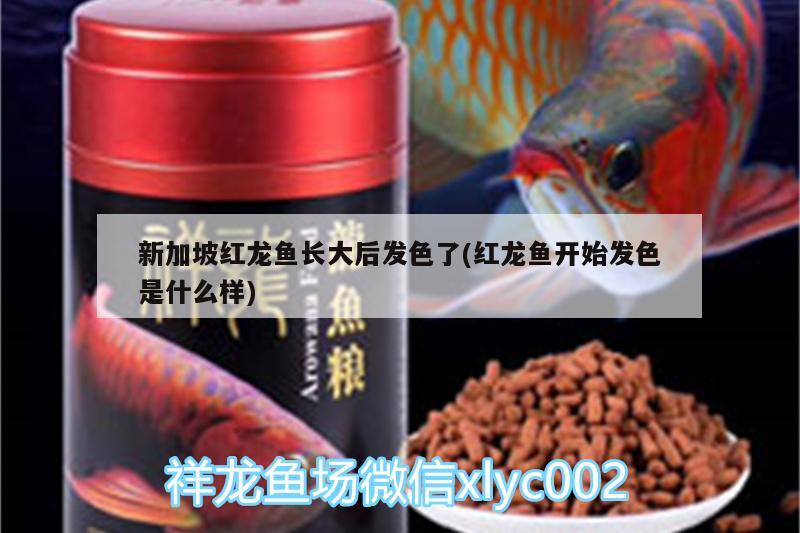 新加坡紅龍魚長大后發(fā)色了(紅龍魚開始發(fā)色是什么樣) 廣州觀賞魚魚苗批發(fā)市場