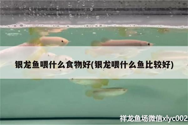 銀龍魚喂什么食物好(銀龍喂什么魚比較好)