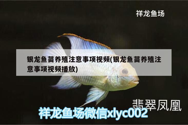 銀龍魚苗養(yǎng)殖注意事項視頻(銀龍魚苗養(yǎng)殖注意事項視頻播放)