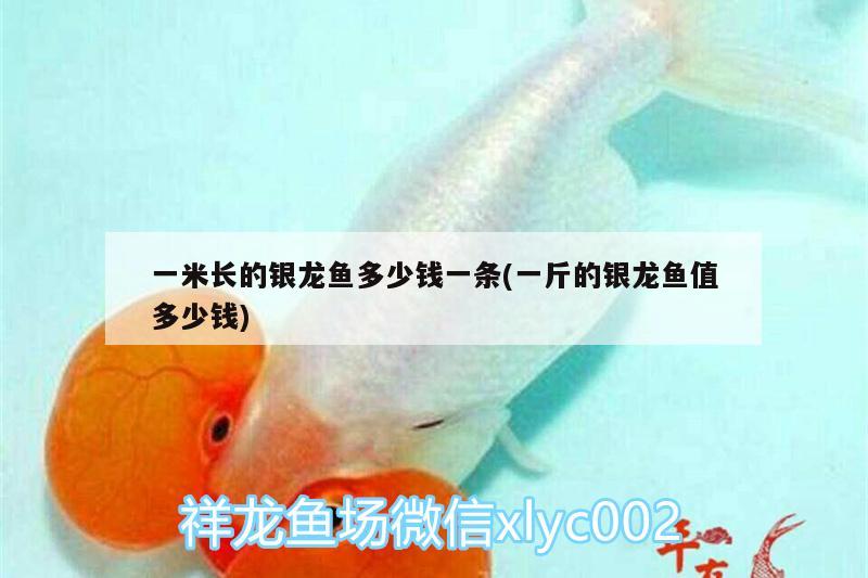 一米長(zhǎng)的銀龍魚多少錢一條(一斤的銀龍魚值多少錢) 銀龍魚百科