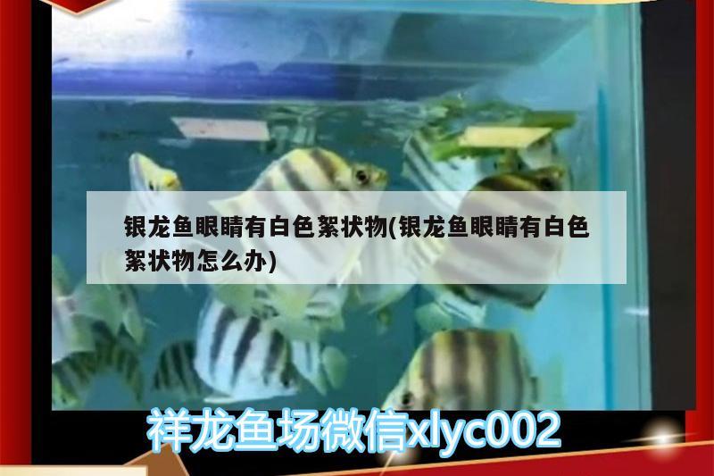 銀龍魚眼睛有白色絮狀物(銀龍魚眼睛有白色絮狀物怎么辦)