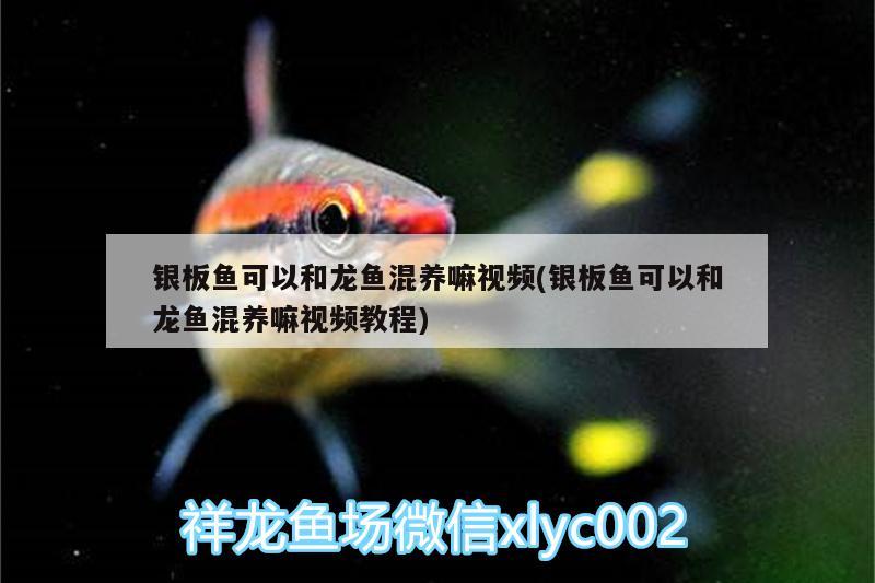 銀板魚可以和龍魚混養(yǎng)嘛視頻(銀板魚可以和龍魚混養(yǎng)嘛視頻教程)