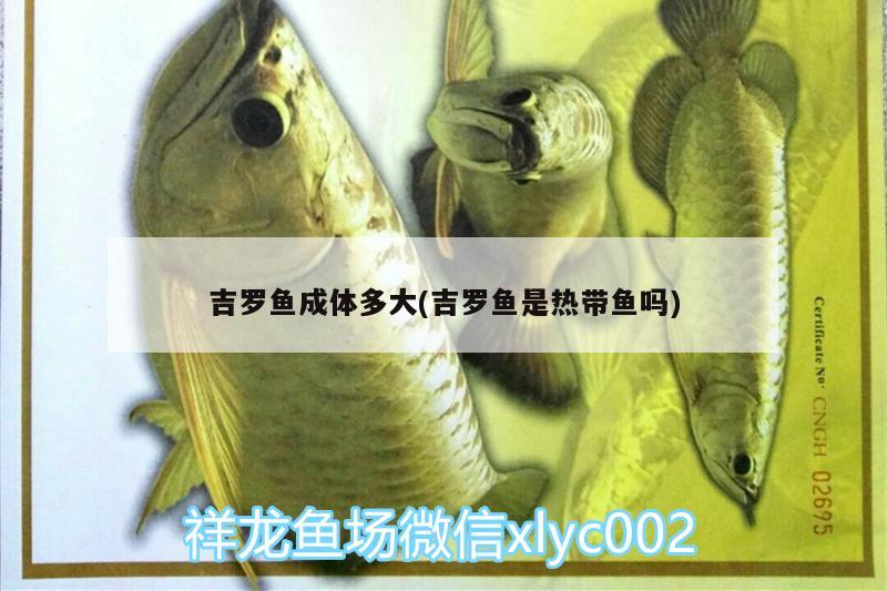 吉羅魚成體多大(吉羅魚是熱帶魚嗎) 觀賞龜/鱉飼料