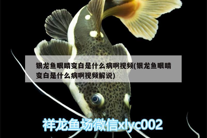 銀龍魚眼睛變白是什么病啊視頻(銀龍魚眼睛變白是什么病啊視頻解說) 銀龍魚