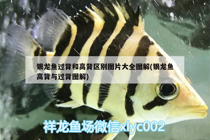 銀龍魚(yú)過(guò)背和高背區(qū)別圖片大全圖解(銀龍魚(yú)高背與過(guò)背圖解)