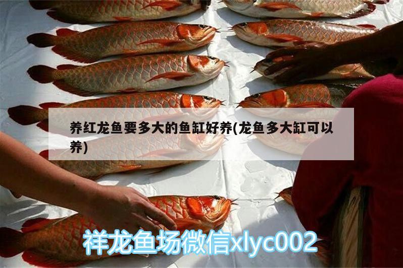 養(yǎng)紅龍魚要多大的魚缸好養(yǎng)(龍魚多大缸可以養(yǎng)) 龍魚芯片掃碼器